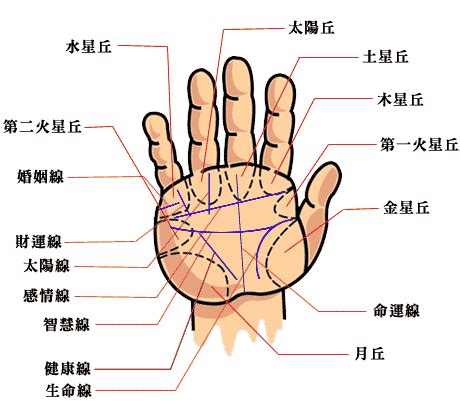 手掌橫紋多|【手紋掌紋學問大，正確認識手相的完整介紹】